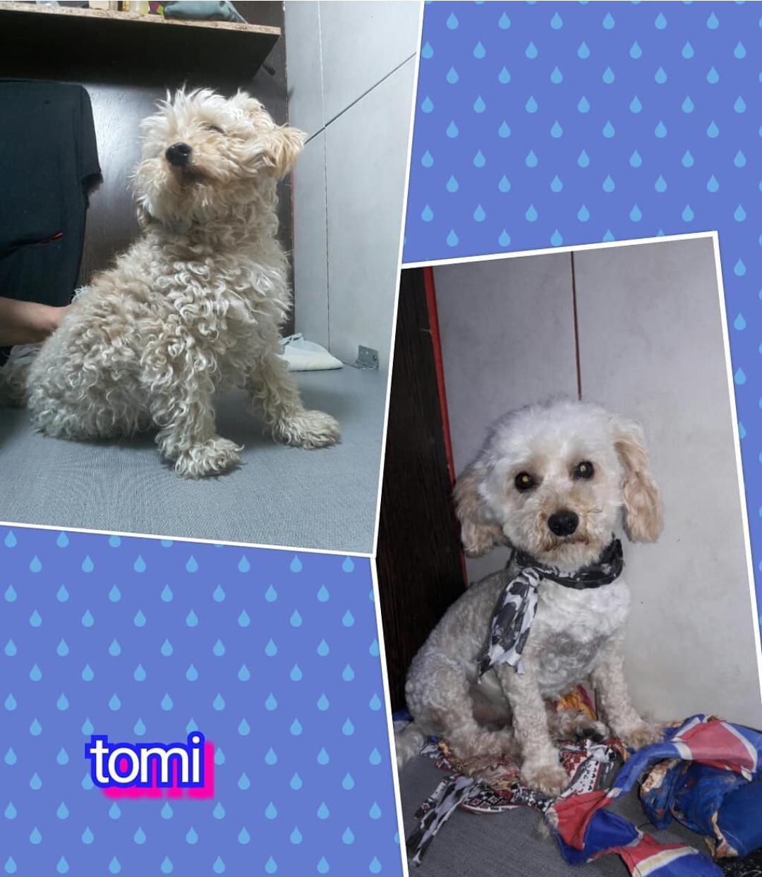 Trabajo de peluquería canina de Tomi antes y después