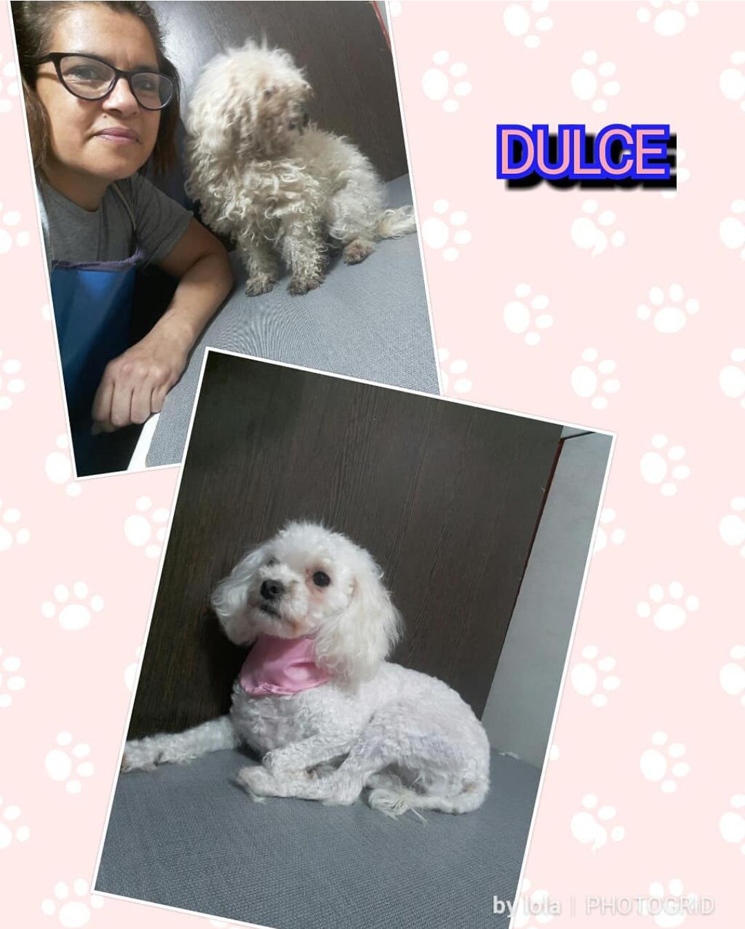 Trabajo de peluquería canina de Dulce