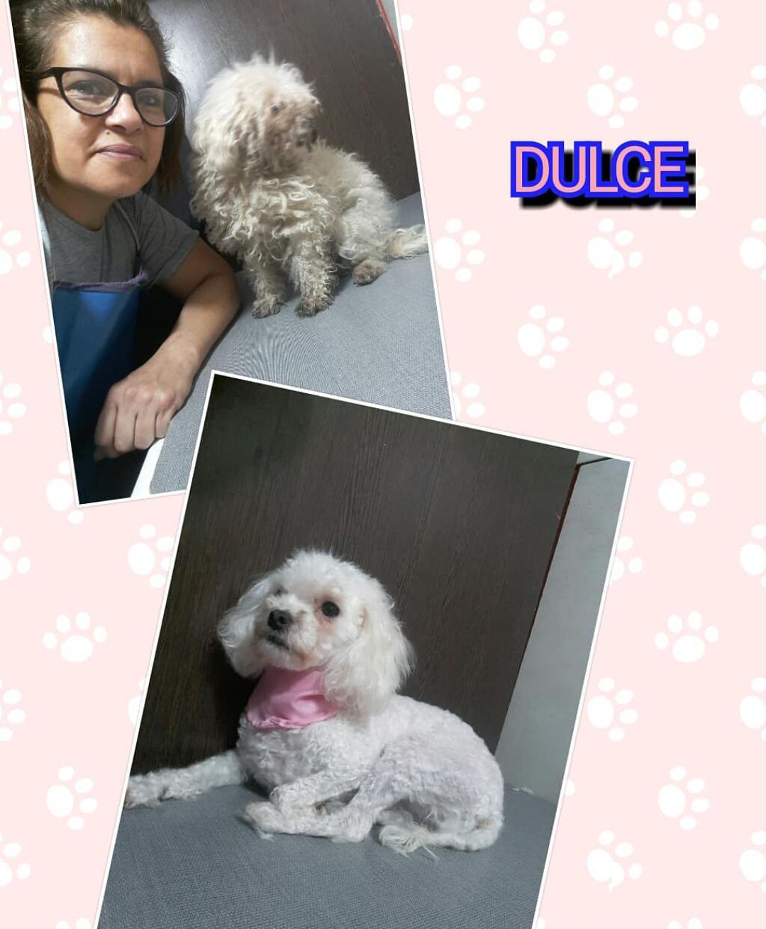 Trabajo de peluquería canina de Catalina